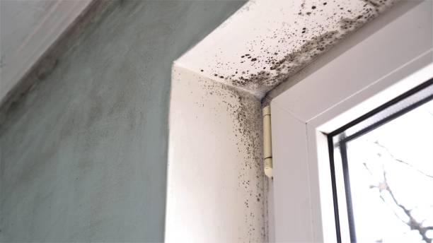 Best Black Mold Removal  in New Iberia, LA