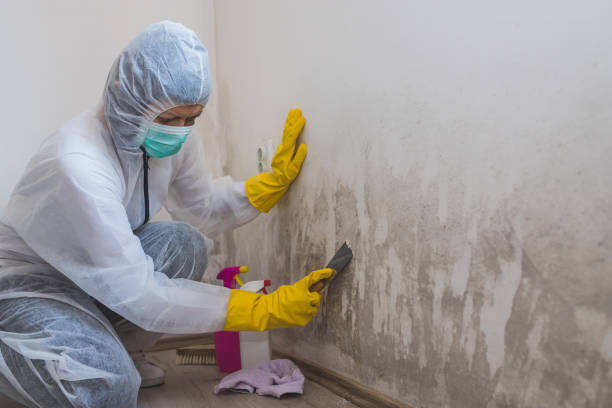 Professional Mold Removal in New Iberia, LA