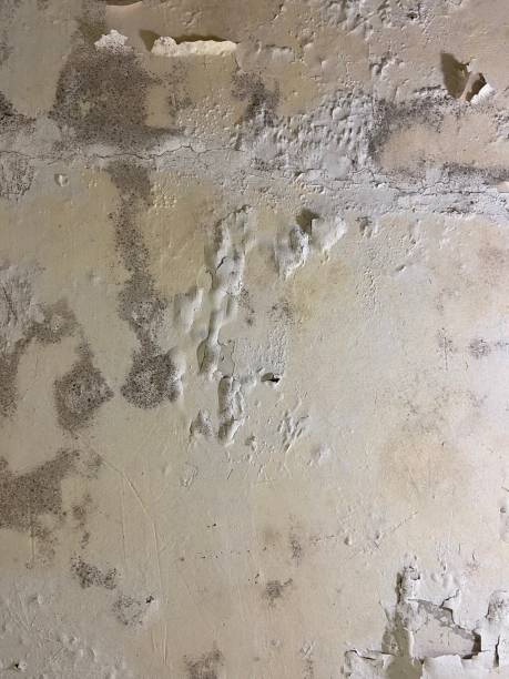 Best Mold Testing  in New Iberia, LA